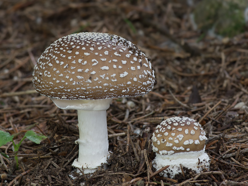 Amanita pantherina